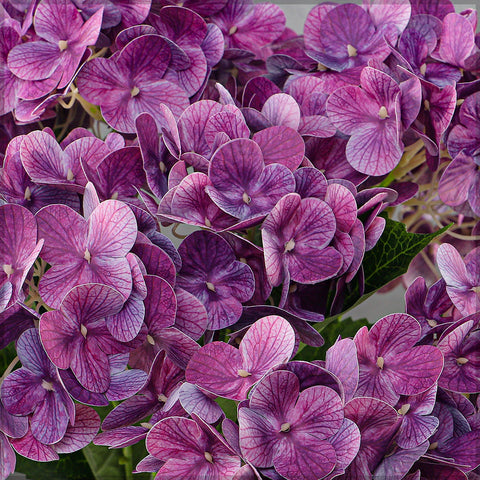 2bunches Nearly Natural 3D Hydrangea Flower