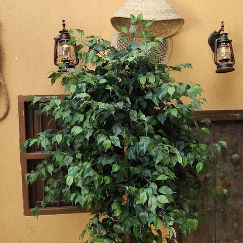 Artificial ficus tree for indoor spaces