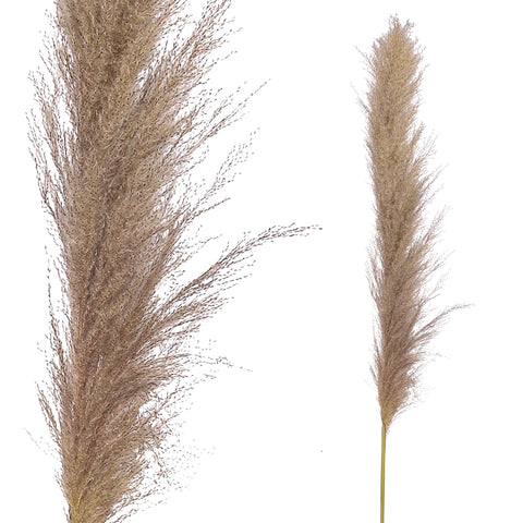 Natural Dried Pampas Grass