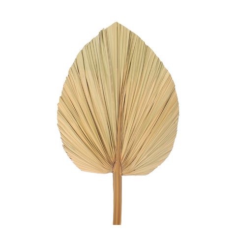 Natural Dried Palm Leaf