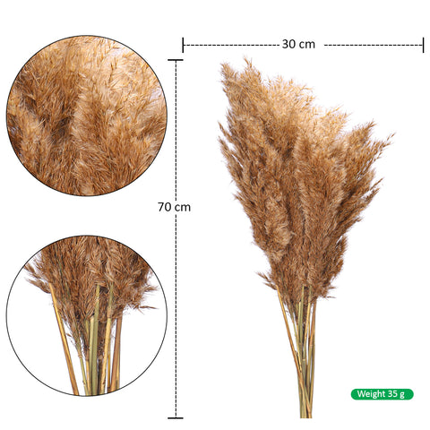 Small Size Dried Pampas Grass