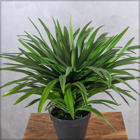 Decorative Adams Needle Plant in Pot for Living Room