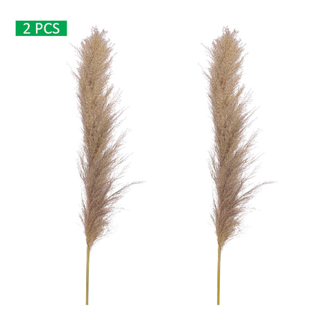 Natural Dried Pampas Grass