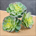 Echeveria succulent for terrariums