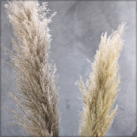 Natural Dried Pampas Grass