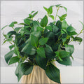 Lifelike artificial philodendron leaves for decoration