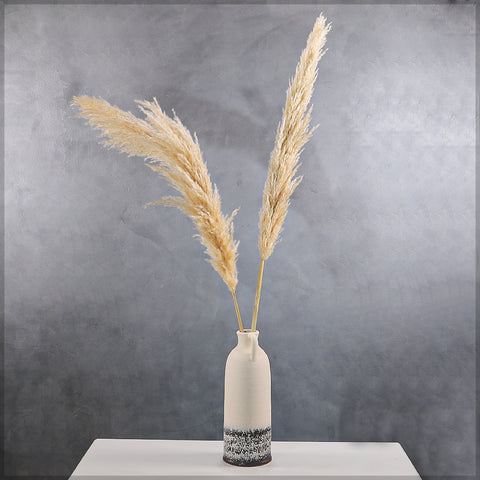 Natural Dried Pampas Grass