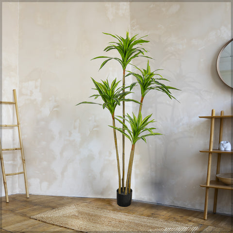 Faux Dracaena Plant 160cm Tall