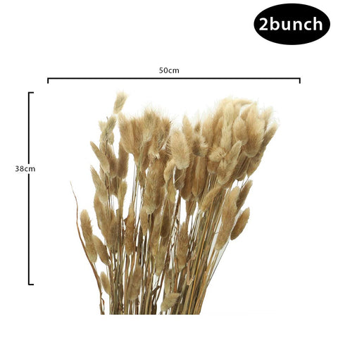 Natural Rabbit Tail Dried Flowers 2&4 pcs