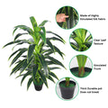 Artificial Dracaena Massangeana tree for tropical decor