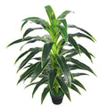 Decorative Dracaena plant for office spaces