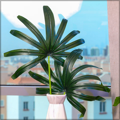 Broadleaf lady palm for decor