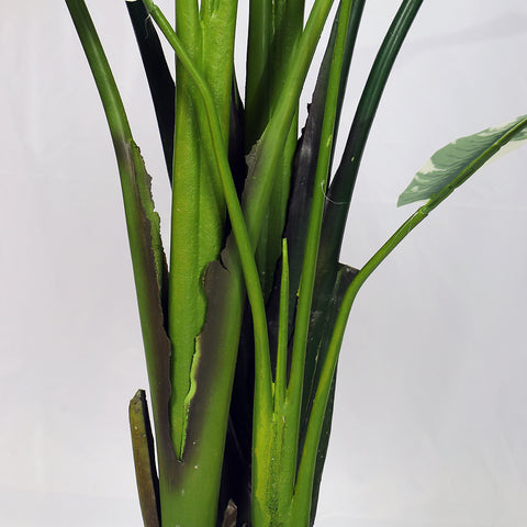 Decorative banana plant for indoor spaces, brightening up a corner