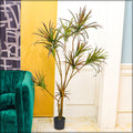 Decorative yucca slim plant for stylish home accents