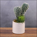 Realistic artificial cacti for indoor decor