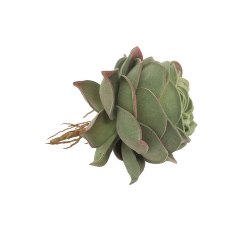 Red and green succulent plant for home decor