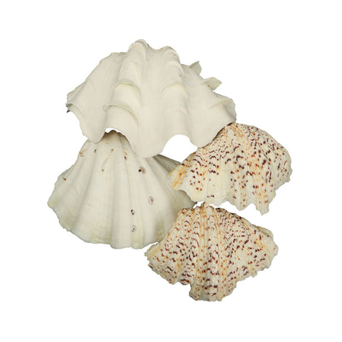 1 KG Natural Sea Shell-Shell-B