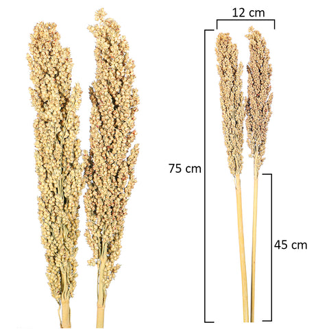 2pcs Natural Dried Sorghum Flower