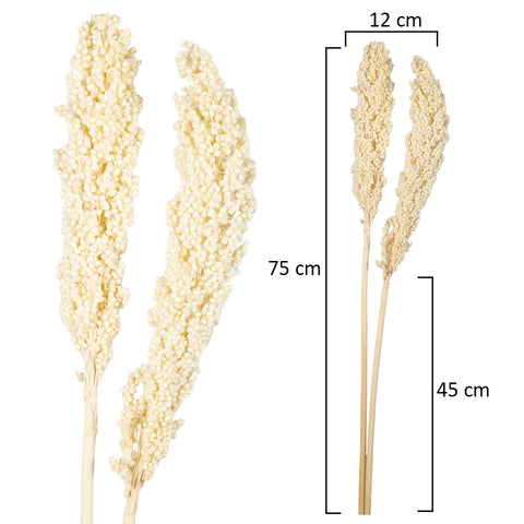 Natural Dried Sorghum Flower