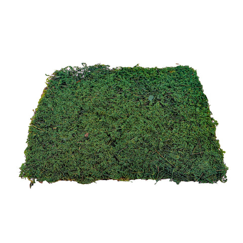 Natural Preserved Dried Moss Sheet