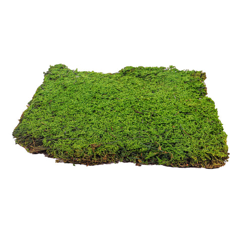 Preserved Dried Moss 30x30cm