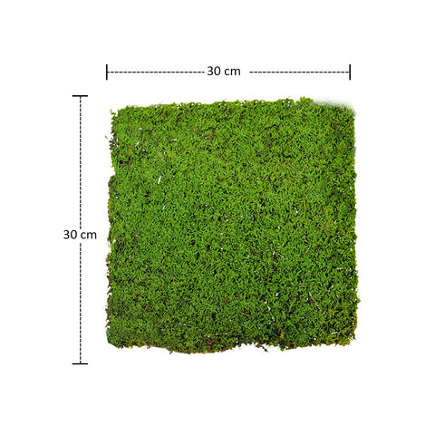 Natural Preserved Dried Moss Sheet