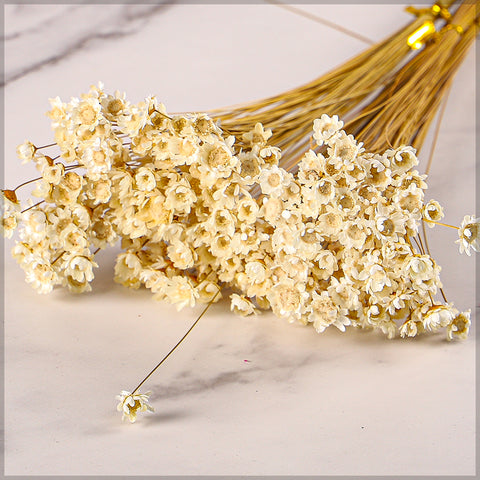 Natural Dried Star Flower Blossom