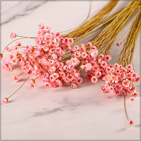 Natural Dried Star Flower Blossom