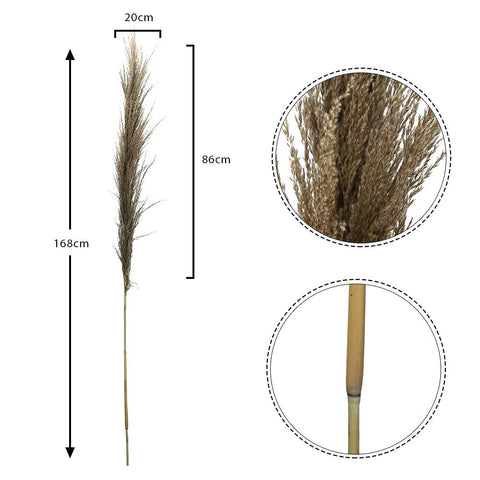 Dried Common Reed Grass Stick UAE