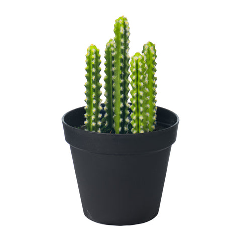 Tiny cactus indoor plant for compact spaces