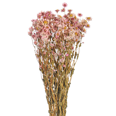 Dried Daisy Flower Bouquet