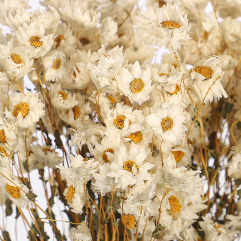 Dried Daisy Flower Bouquet