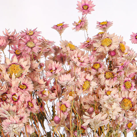 Dried Daisy Flower Bouquet