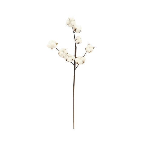 Dried Cotton Stems White-FCotton-801