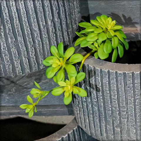 Realistic green succulent branch