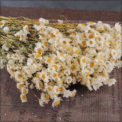 Dried Daisy Flower Bouquet