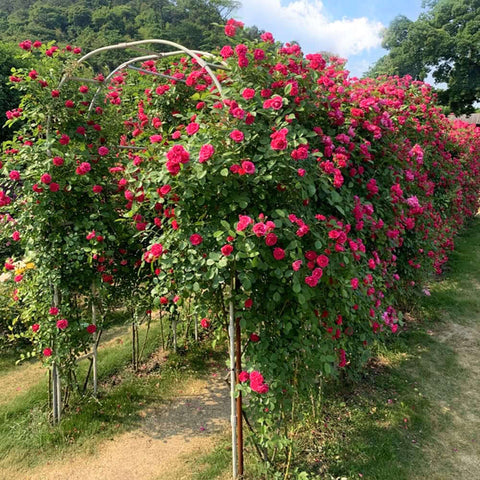 Garden arch, Decorative garden arch