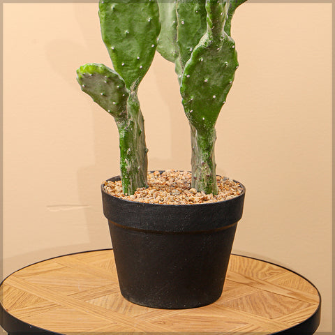 Potted Prickly Pear Cactus Plant