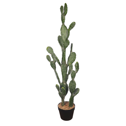 Potted Prickly Pear Cactus Plant