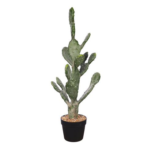 Potted Prickly Pear Cactus Plant