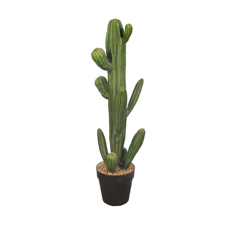 Decorative small saguaro cactus plant