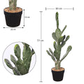 Potted prickly pear cactus