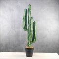 Indoor potted candelabra cactus plant