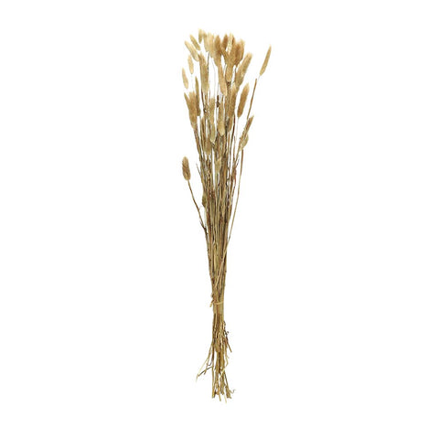 Rabbit Tail Dried Flowers