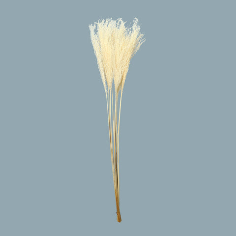 Natural Preserved Pampas Grass