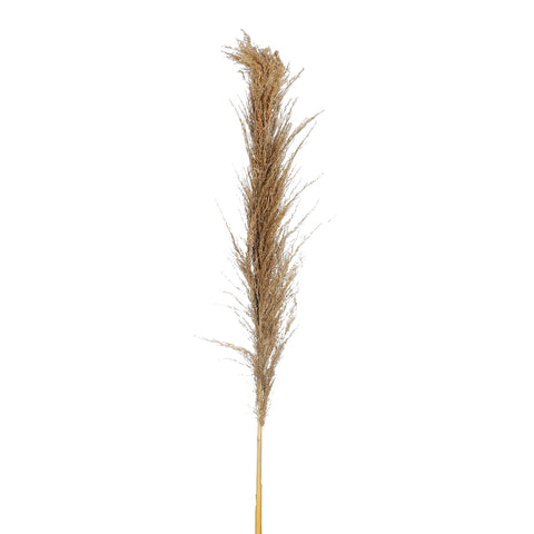 Gray Natural Dried Pampas Grass