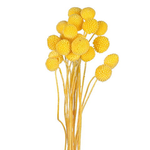 Natural Dried Craspedia Flower