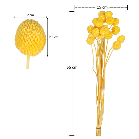 Natural Dried Craspedia Flower