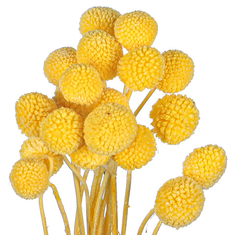 Natural Dried Craspedia Flower