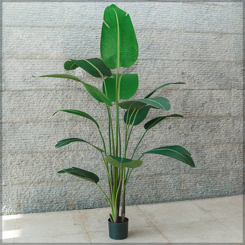 Palm Plant + Banana Plant Buy Together